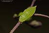 typical leafhopper (Gyponana sp.) typical leafhopper (Gyponana sp.)