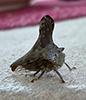 typical treehopper (Glossonotus acuminatus)