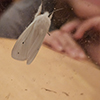 Virginian tiger moth