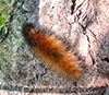 Virginian tiger moth