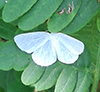 vestal moth