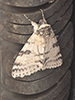 white underwing