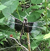 widow skimmer