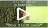 dog day cicada