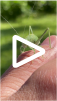 greater angle-wing katydid