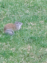 Franklin’s Ground Squirrel 19