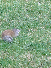 Franklin’s Ground Squirrel 20