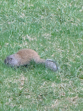 Franklin’s Ground Squirrel 21