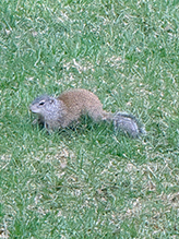 Franklin’s Ground Squirrel 22