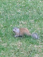 Franklin’s Ground Squirrel 23