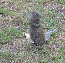 Click to enlarge Franklin’s Ground Squirrel 24