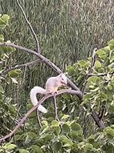 Eastern Gray Squirrel Eastern Gray Squirrel 22