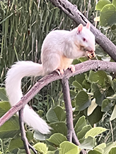 Eastern Gray Squirrel Eastern Gray Squirrel 23