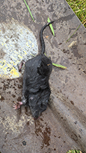 Click to enlarge Star-nosed Mole 04