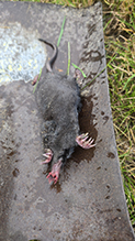 Click to enlarge Star-nosed Mole 05