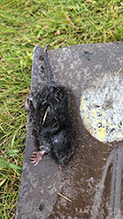 Click to enlarge Star-nosed Mole 08