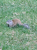 Franklin’s Ground Squirrel