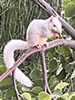 Eastern Gray Squirrel