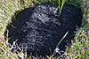 plains pocket gopher