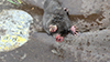 Star-nosed Mole