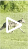 Coyote