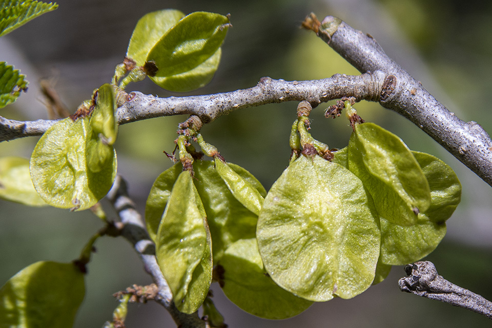 Slippery Elm Bark - Emelia's Apothecary Of Dunedin Florida