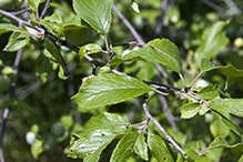 Click to enlarge American plum leaves 3