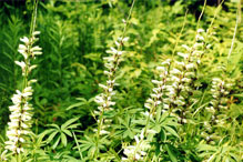 Click to enlarge bigleaf lupine 01
