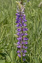 Click to enlarge bigleaf lupine 10