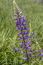 Click to enlarge bigleaf lupine 11