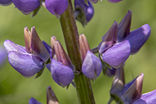 Click to enlarge bigleaf lupine 14