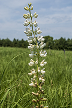 Click to enlarge bigleaf lupine 15