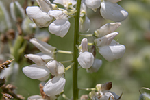 Click to enlarge bigleaf lupine 13