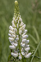 Click to enlarge bigleaf lupine 17