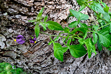 bittersweet nightshade 11