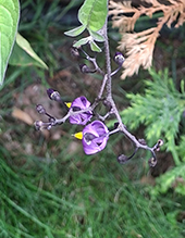 bittersweet nightshade 12