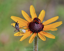 goldenrod crab spider and brown blister beetle on black-eyed Susan black-eyed Susan 17