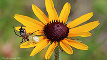 goldenrod crab spider and brown blister beetle on black-eyed Susan black-eyed Susan 17