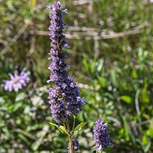 blue giant hyssop - Featured photo