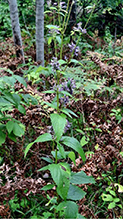Click to enlarge blue giant hyssop 23