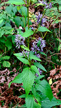 Click to enlarge blue giant hyssop 24
