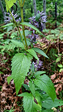 Click to enlarge blue giant hyssop 25
