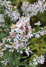 calico aster 01