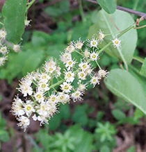 chokecherry 19