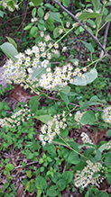 chokecherry 20