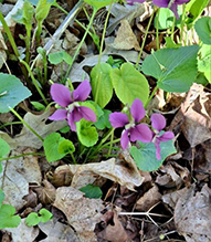 common blue violet 16