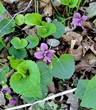 common blue violet 17