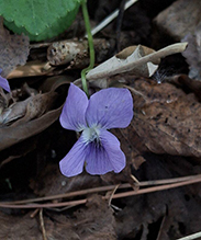 common blue violet 18