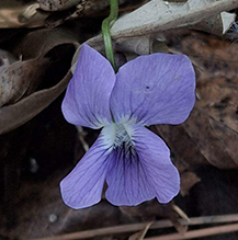 common blue violet - Featured photo