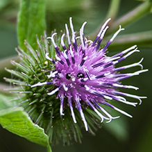 common burdock